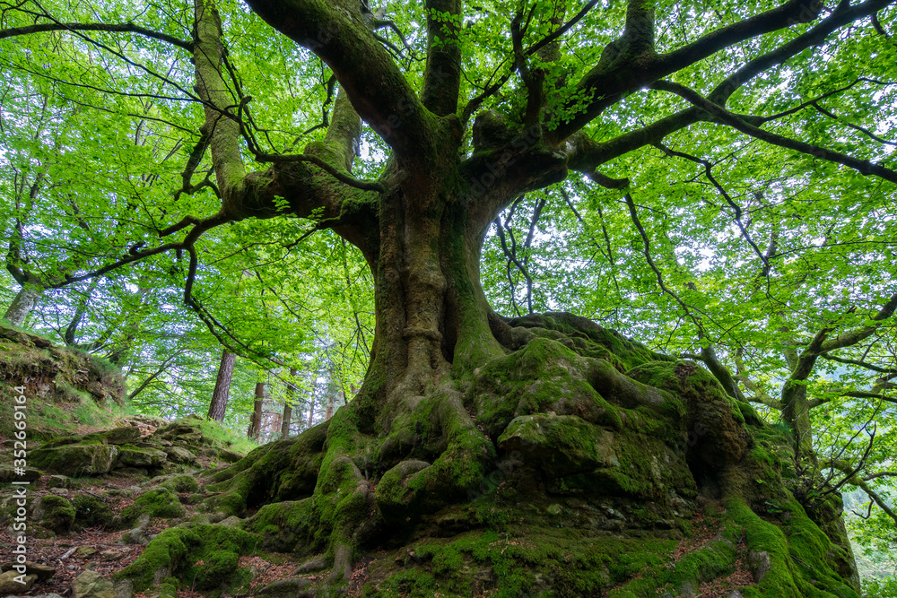 beautiful scene of a forest in spring season beautiful scene of a forest in spring season