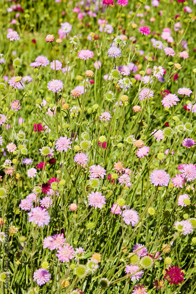 fleurs Knautie des champs knautia arvensis au printemps dans un jardin sauvage au soleil