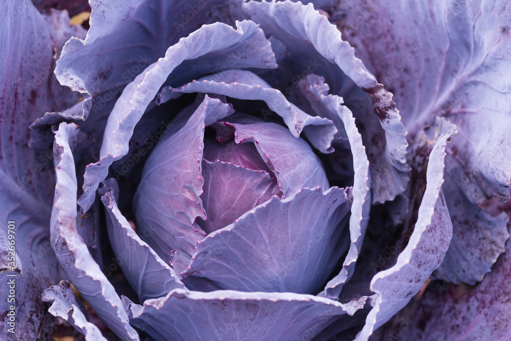 Obraz premium Fresh ripe head of red cabbage (Brassica oleracea) with lots of leaves growing in homemade garden. View from above, close-up. Organic farming, healthy food, BIO viands, back to nature concept