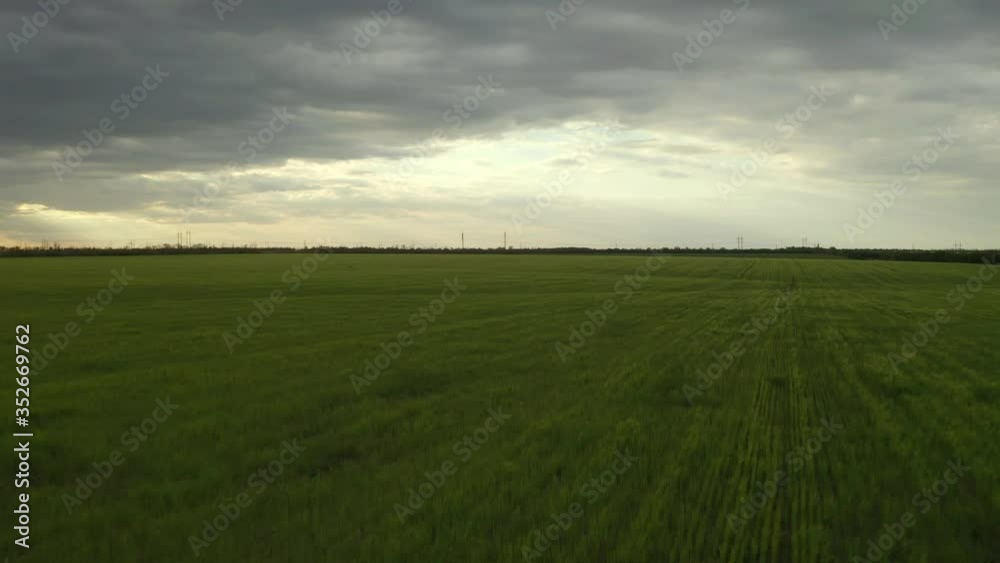 Beautiful view of wheat field. Drone video recording Beautiful view of wheat field. Drone video recording