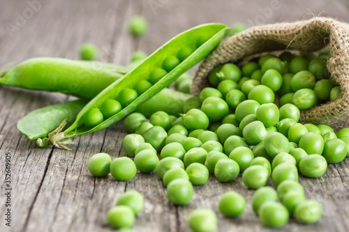 Fresh green peas with pod in burlap sack on wooden table, healthy green vegetable or legume ( pisum sativum )