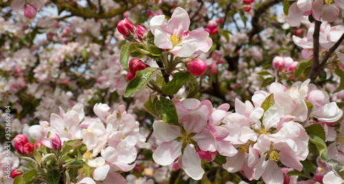 Pink flowers of apple tree on a blurred background.