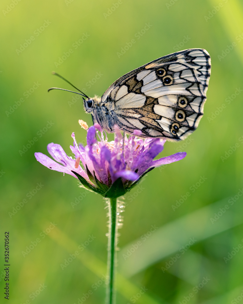 Naklejka premium close-up of a marbled white butterfly on a purple wild flower