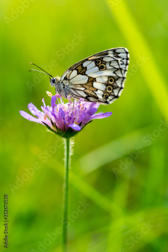 close-up of a marbled white butterfly on a purple wild flower