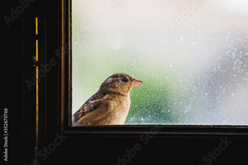 Sparrow peeking out of dirty window glass, looking to the right direction. Space for text