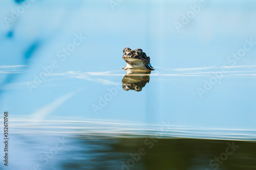 Cute frog submerged in water with its reflection like a mirror photo