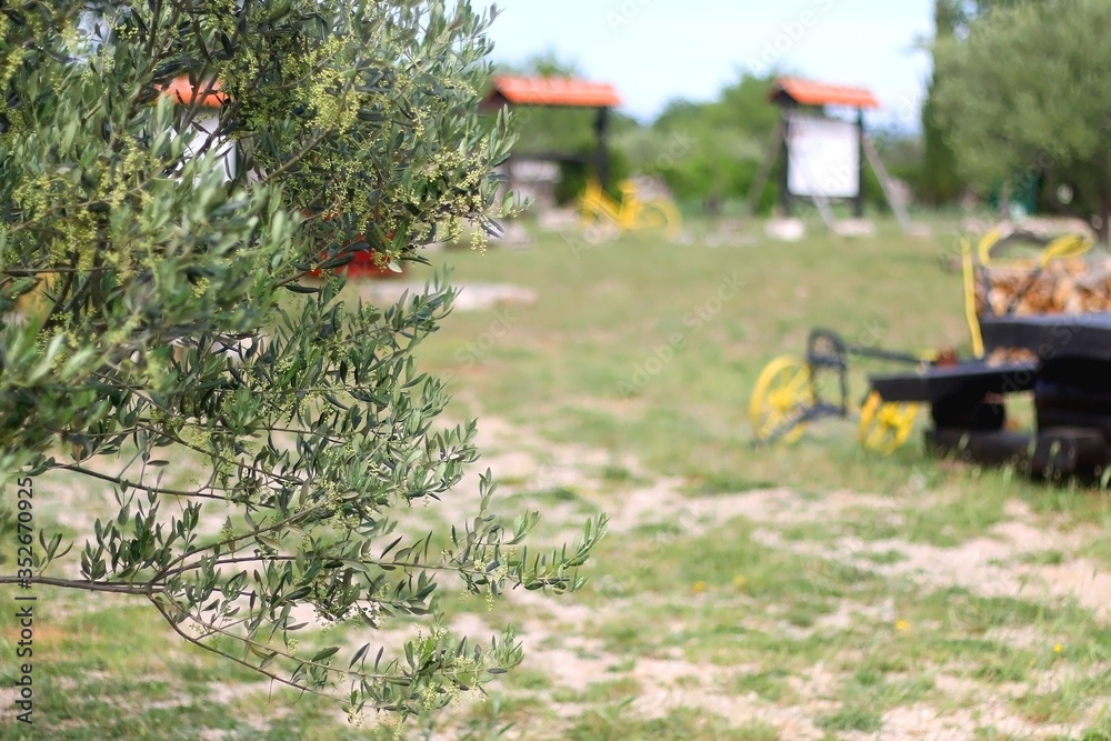 Olive tree in a picturesque Mediterranean village. Selective focus.