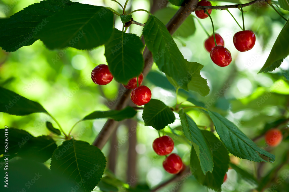 Ripe cherries on a tree branch