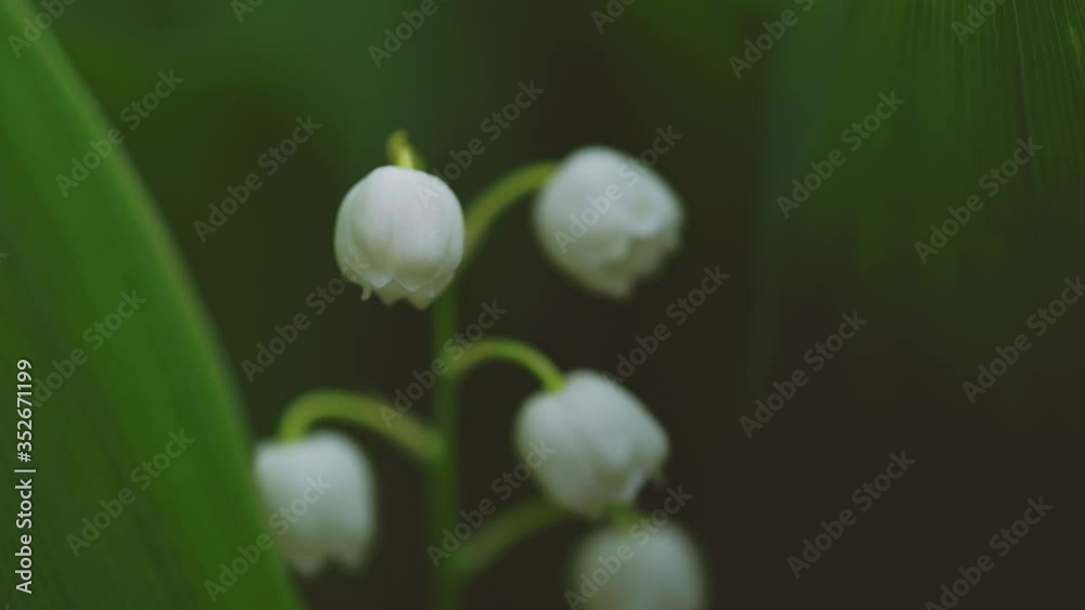 Portrait of beautiful convallaria. Close up of white bells on background of green leaves. Concept of nature background. Portrait of beautiful convallaria. Close up of white bells on background of green leaves. Concept of nature background.