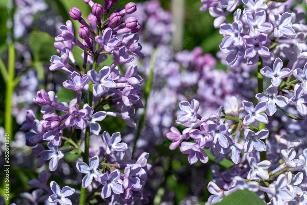 Purple lilac blooming in the garden, background. Purple lilac blooming in the garden, background.