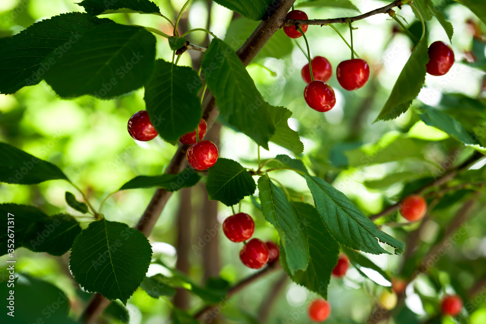 Ripe cherries on a tree branch