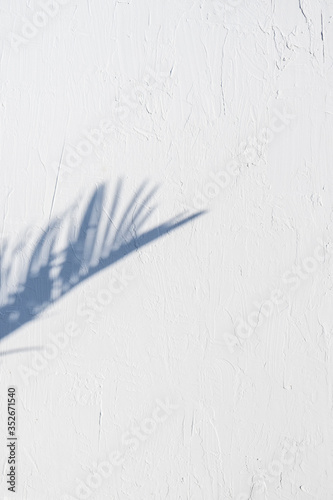 white textured minimalist wall with projected palm leaf shadow, tropical background