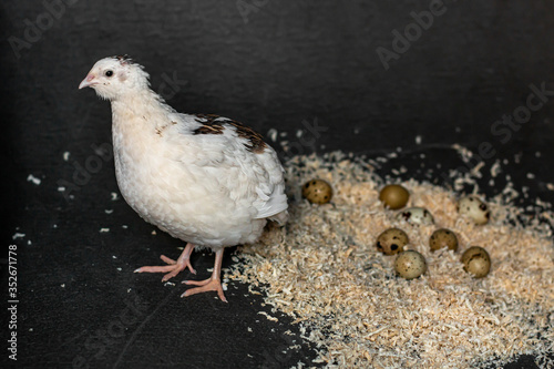 White spotted quail on a gray background, near a nest with quail eggs in wooden shavings