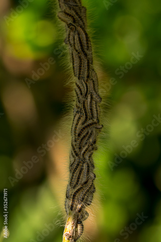 Nest oak processionary caterpillar (Thaumetopoea processionea) in an oak tree. Selective focus
