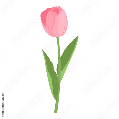 Tulip flower icon. Cartoon of tulip flower vector icon for web design isolated on white background © lupascoroman