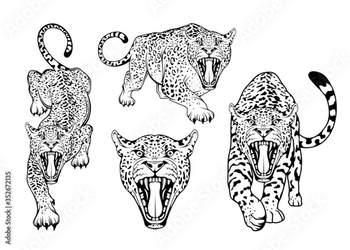 Leopard sketch in various poses