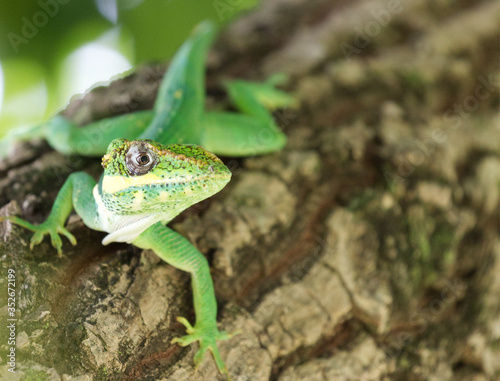 Cuban Knight Anole