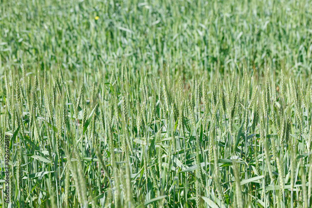 The spica of green wheat close up. Wheat field. Beautiful nature Sunset Landscape. Rural landscapes under shining sunlight. The spica of green wheat close up. Wheat field. Beautiful nature Sunset Landscape. Rural landscapes under shining sunlight.