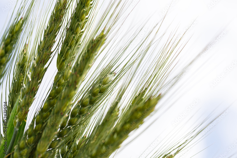 The spica of green wheat close up. Wheat field. Beautiful nature Sunset Landscape. Rural landscapes under shining sunlight. The spica of green wheat close up. Wheat field. Beautiful nature Sunset Landscape. Rural landscapes under shining sunlight.