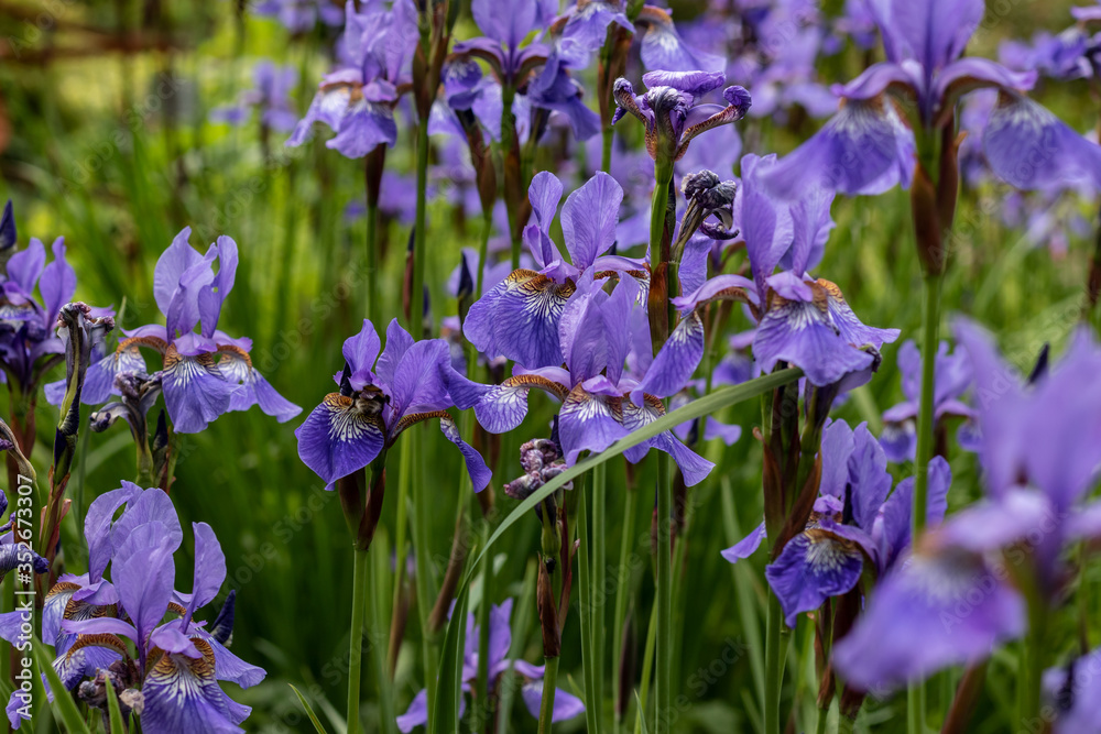 Iris blume