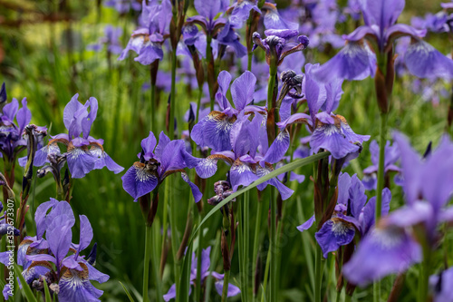 Iris blume