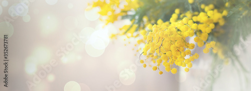 spring mimosa flowers. gift card concept. garden flowers 