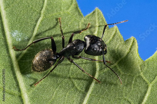 Black Carpenter Ant (Camponotus pennsylvanicus)