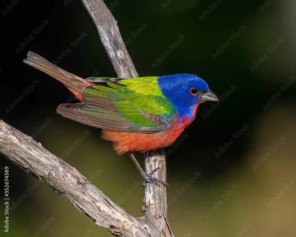 Male Painted Bunting