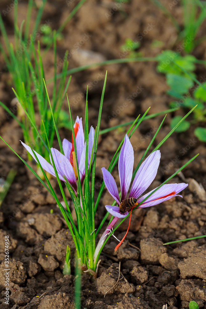 Saffron flowers on a saffron field during flowering. Saffron flowers on a saffron field during flowering.