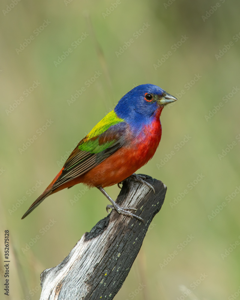 Male Painted Bunting