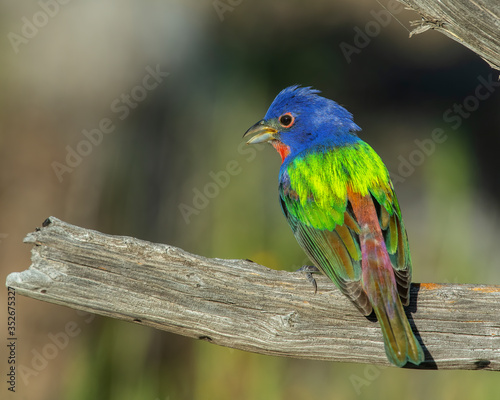 Male Painted Bunting