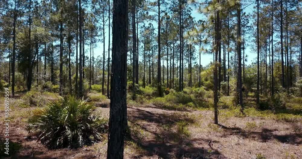 Swaying shot of trees and palm bush in Florida Forest on a relaxing sunny day.