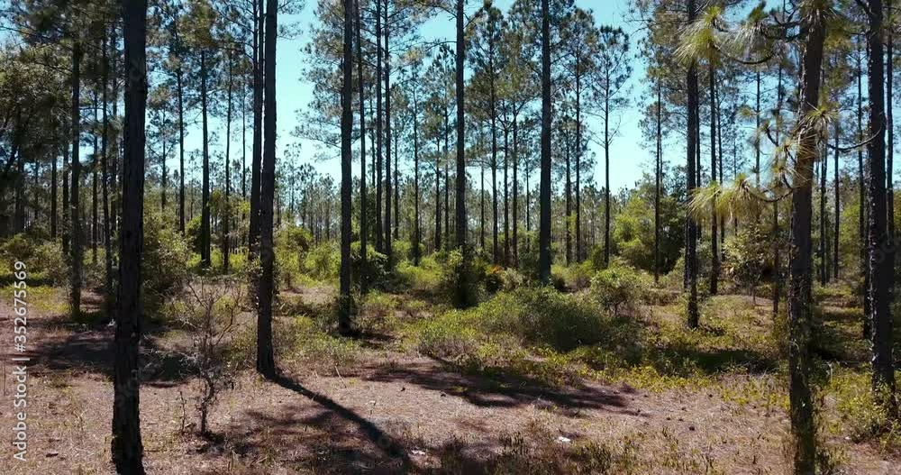 Backwards Dolly shot of trees and palm bush in Florida Forest on a relaxing sunny day. Backwards Dolly shot of trees and palm bush in Florida Forest on a relaxing sunny day.