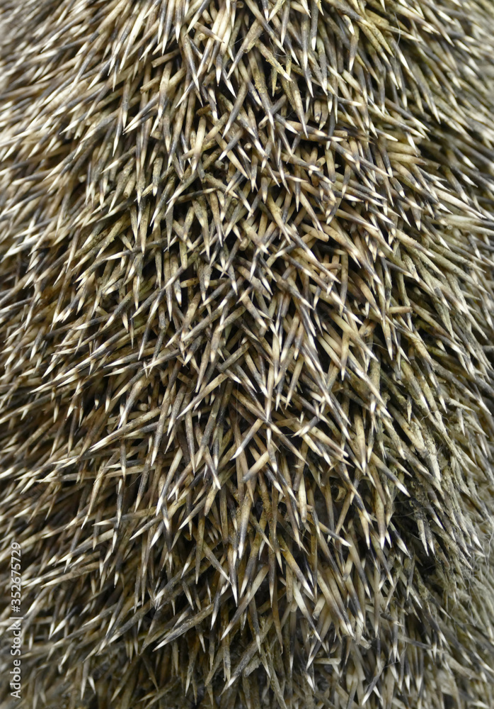 Spines close up. Hedgehog texture. Scratchy background. Spines close up. Hedgehog texture. Scratchy background.