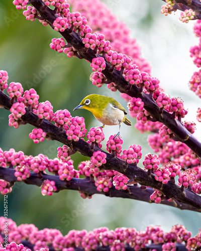 Japanese white-eye