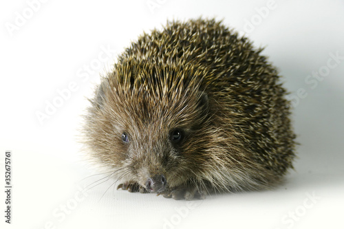 Hedgehog isolated on white background copy space.