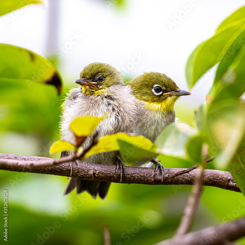 White-eye family