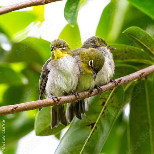 White-eye family