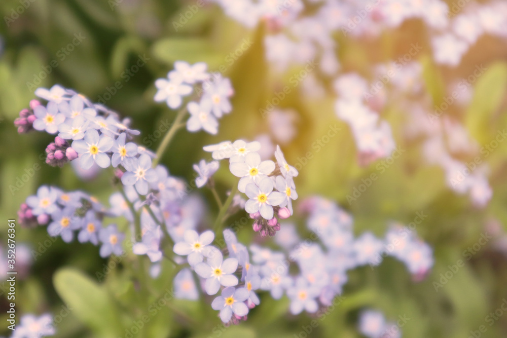 Blurred image of little delicate forget-me-not flowers on a background of green grass. Close-up. Blurred image of little delicate forget-me-not flowers on a background of green grass. Close-up.