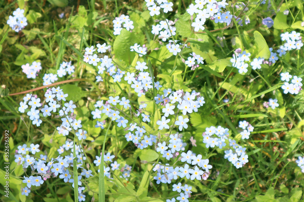 Blurred image of little delicate forget-me-not flowers on a background of green grass. Close-up. Blurred image of little delicate forget-me-not flowers on a background of green grass. Close-up.