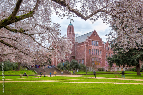 Cherry trees in full bloom at the University of Washington campus photo
