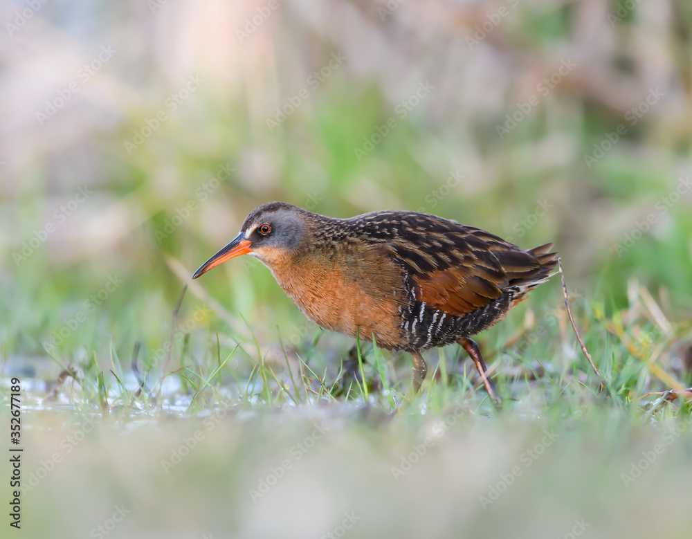 Virginia Rail Foraging on the Pond in Spring, Closeup Portrait Virginia Rail Foraging on the Pond in Spring, Closeup Portrait