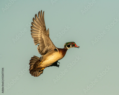 Photography Wood Duck in flight