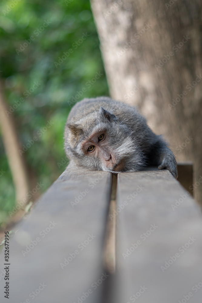 Obraz premium Bali Monkeys at monkey forest
