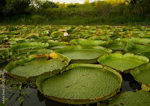 Exotic Aquatic plant Giant Water Lilies, Victoria cruziana,  with big leaves floating in the river 