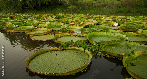 Exotic flora . Giant Water Lilies, Victoria cruziana, aquatic plants in the river © Gonzalo