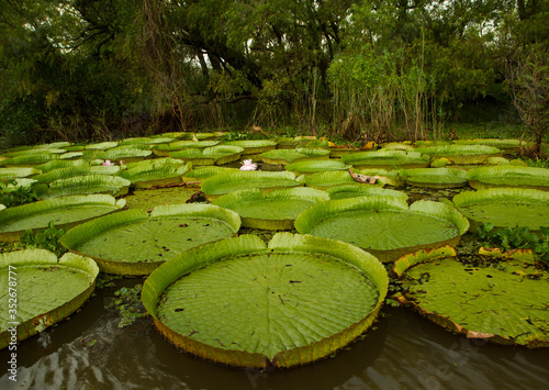 Fototapeta Exotic Aquatic Flora, Giant Water Lilies, Victoria cruziana, big leaves floating