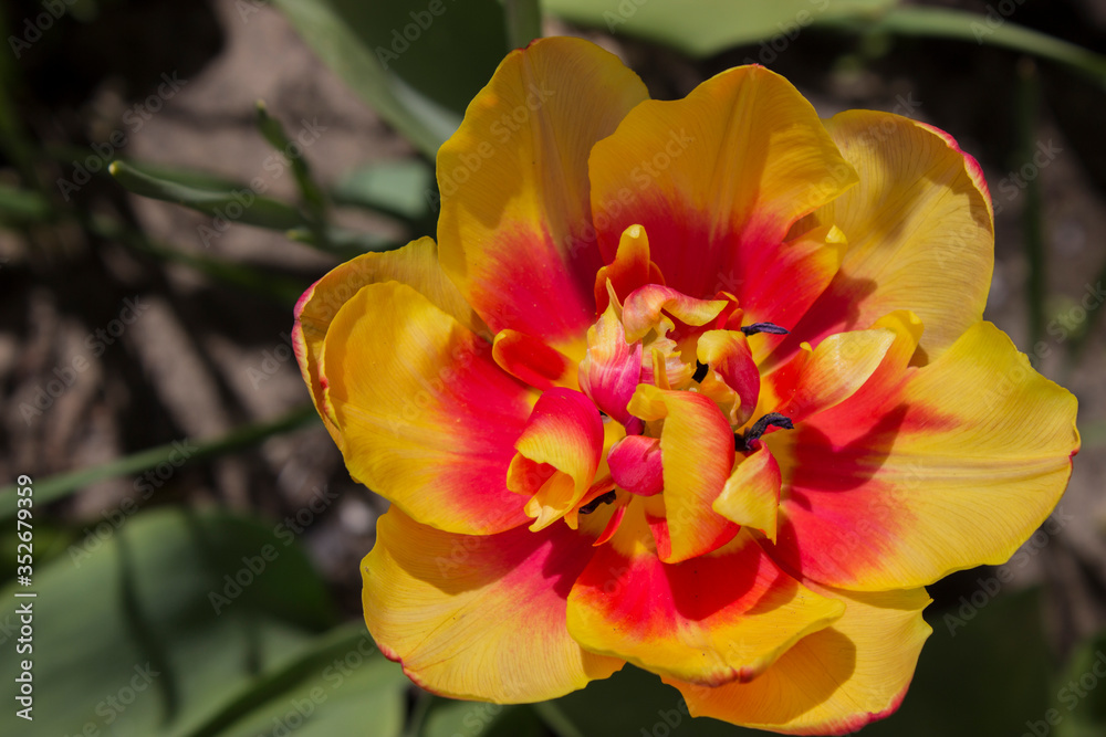 Tulip red and yellow close up