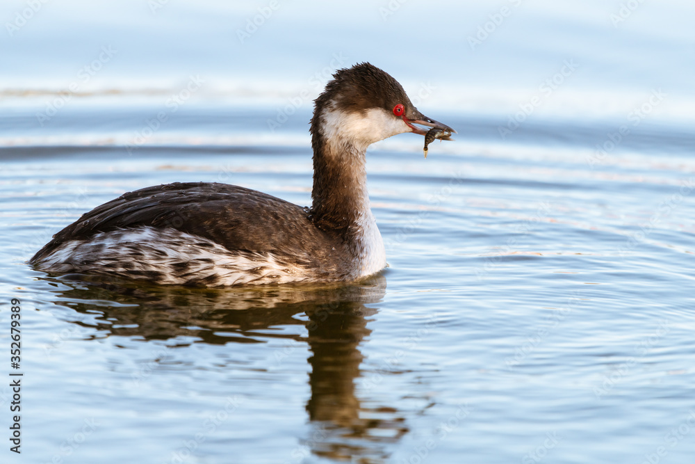 Horned Grebe