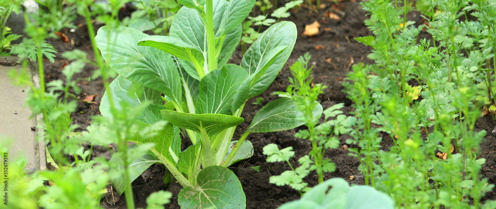 Young cabbage with wide lettuce leaves close-up, selective focus. Young cabbage with wide lettuce leaves close-up, selective focus.